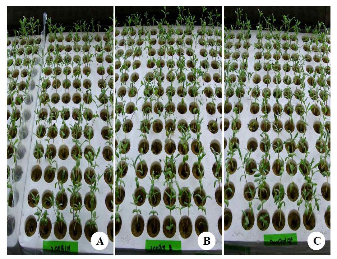 Effects of storage period for seed germination of H. rhamnoides in ex vitro. (A) 1 year, (B) 6 month, and (C) directly after harvest