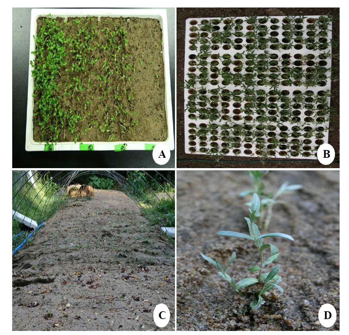 Seed germination in ex vitro and acclimation. (A) germination on sand plastic pot, (B) germination on UR media, (C) and (D) transplant in field