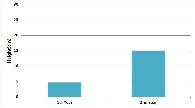 Seedling growth of H. rhamnoides in first year and second year in open ground.