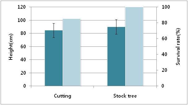 Seedling growth reproduced by cutting w ith 1 year branch from 5 years stock trees.