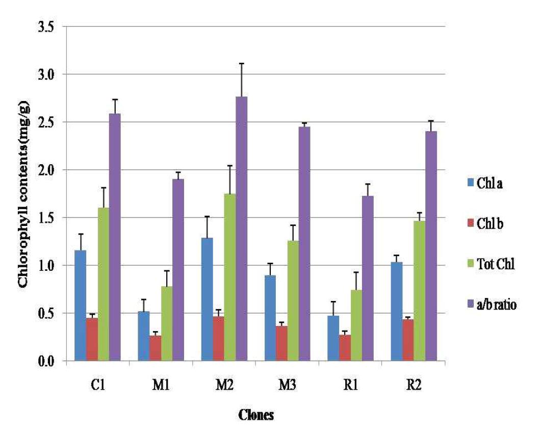 Different clones of chlorophyll contents on H. rhamnoides from leaf of grown the ex vitro condition