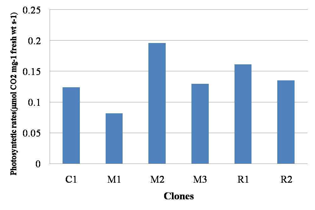 Photosynthetic of 6 different clones of H. rhamonides.
