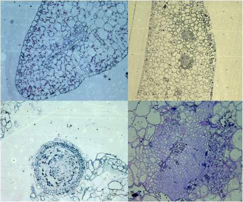 Histological examination of the adventitious bud differentiation from leaf segment. (A) early stage cell division on the portion of adventitious bud formation, (B) meristem for adventitious bud in central-leaf, (C) cross-section from induction shoot, and (D) expansion of meristem