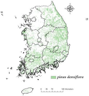 임상도에서 추출된 소나무의 공간분포