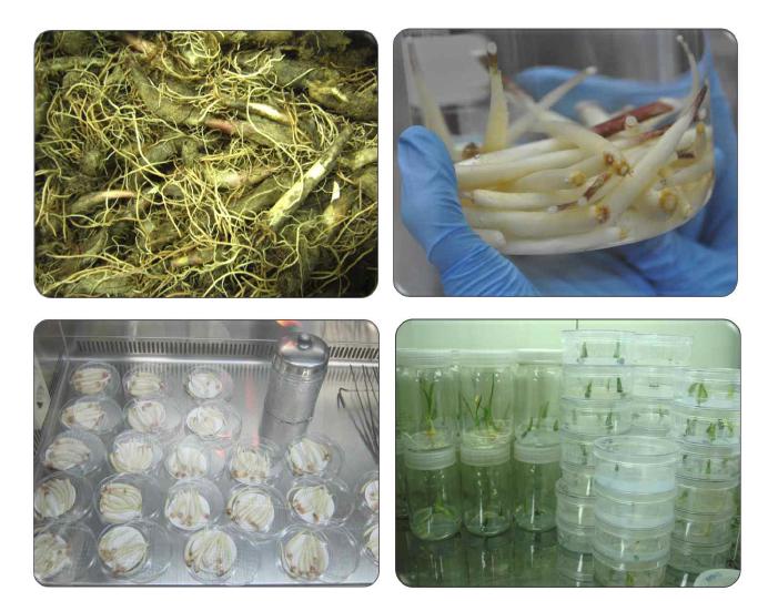 Process for establishment of plantlet in vitro.