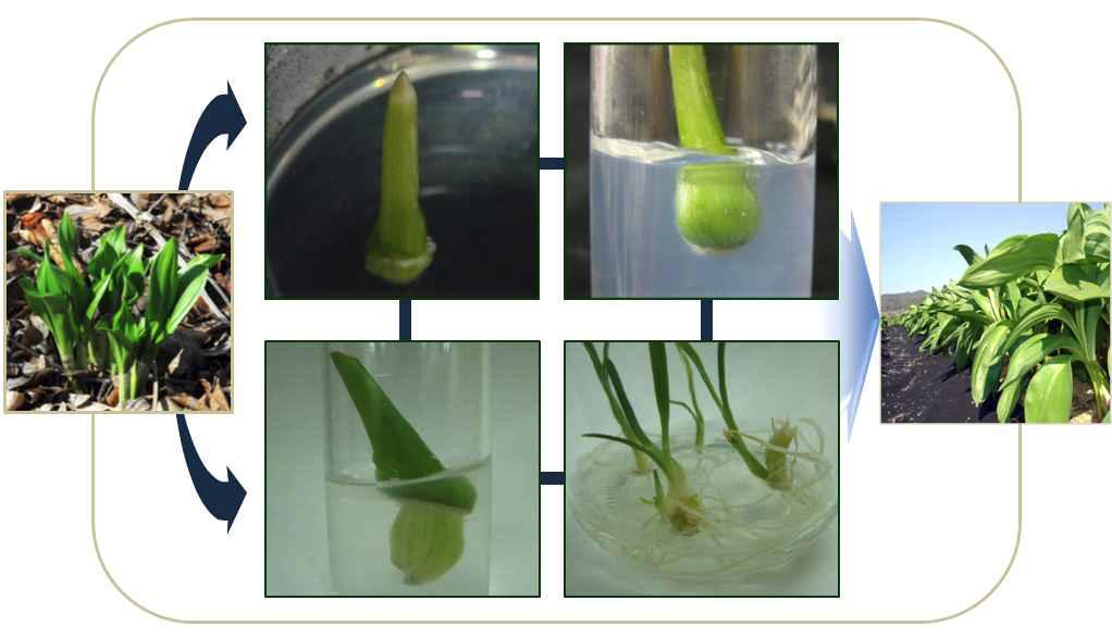In vitro regeneration of mountain garlic bulb