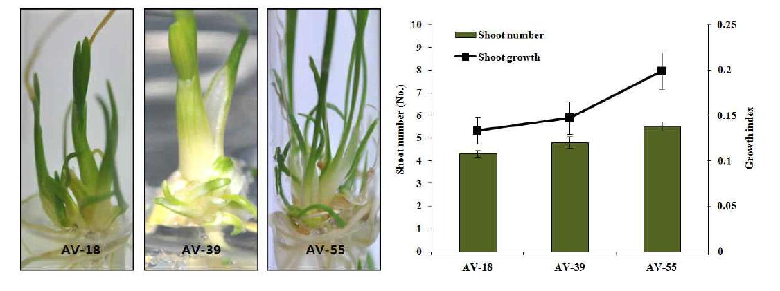 In vitro multiplication of three line (AV-18, 39 and 55) of A. victorialis. shoot number and growth of A. victorialis on LP medium supplemented with 1.0 mg/L BA within 6 weeks.