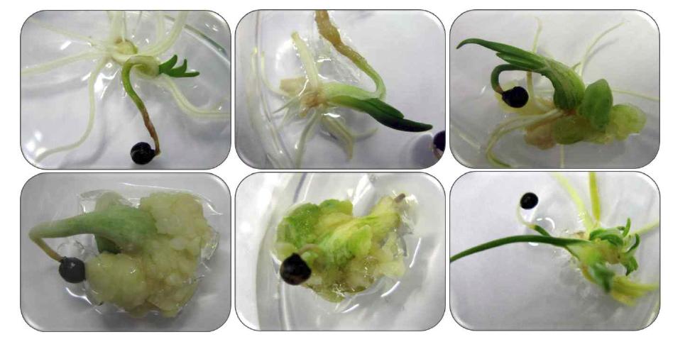 The pattern of germination from seed of A. victorialis