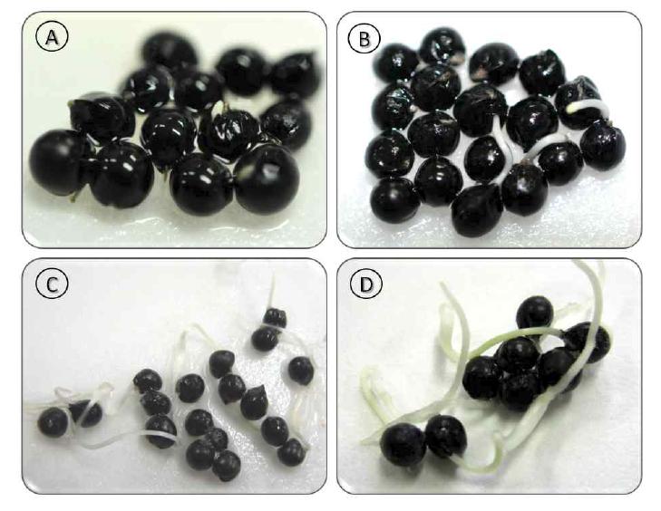 Effect of soak method and IAA solution on seed germination in A. victorialis. Seed were soaked for 12h in IAA solution (200 mg/L) at 25°C. A: Seed of 12 days, B: Seed of 21 days, C: Seed of 27 days, D: Seed of 33days.