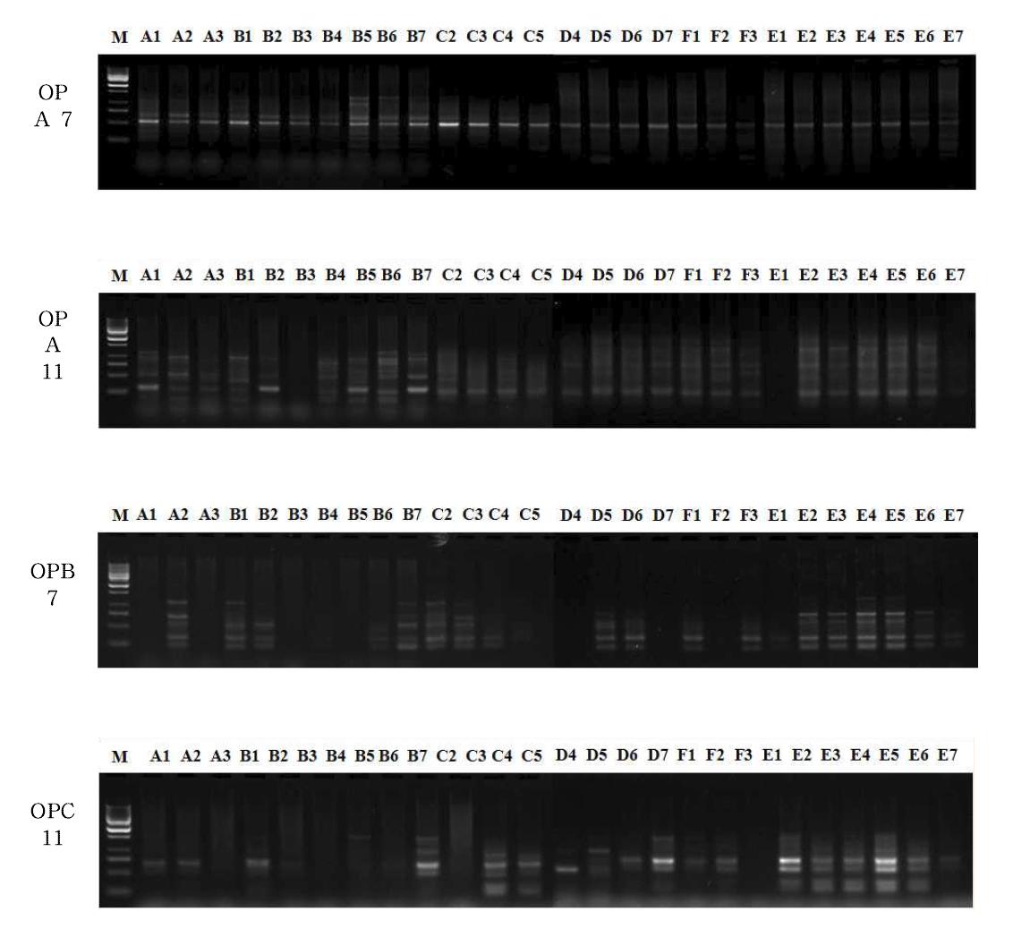 Polymorphism of wild garlic samples