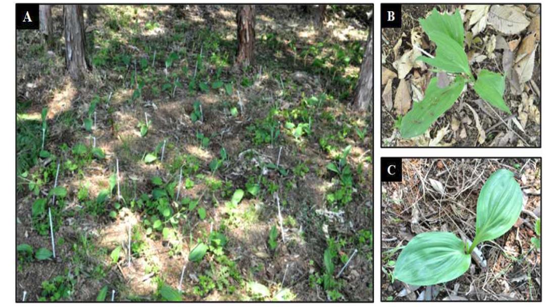 A: Chamaecyparis obtusa group (편백), B: Acer palmatum group (단풍나무), C: Pinus koraiensis group (잣나무, 1)