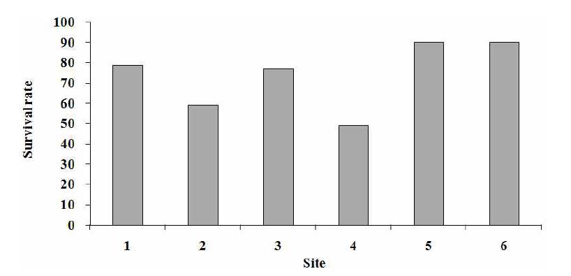Survival rate of A. victorialis in 6 sites.