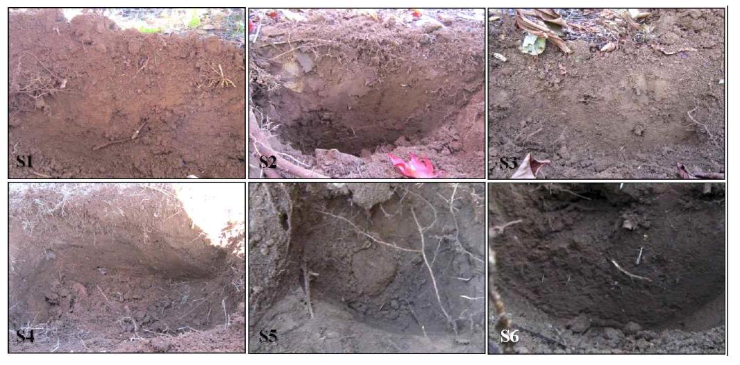 Soil of 6 site. S1: 편백나무, S2: 단풍나무, S3: 칠엽수, S4: 양지, S5: 잣나무림(1), S6: 잣나무림(2).