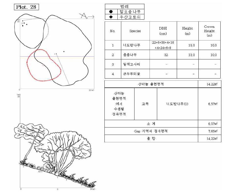 조사지 28의 수관투영도(왼쪽 위) 및 입면도(왼쪽 아래), 조사지에 나타나는 수종의 흉고직 경과 수고(오른쪽 위), 그리고 산마늘 출현면적(오른쪽 아래).