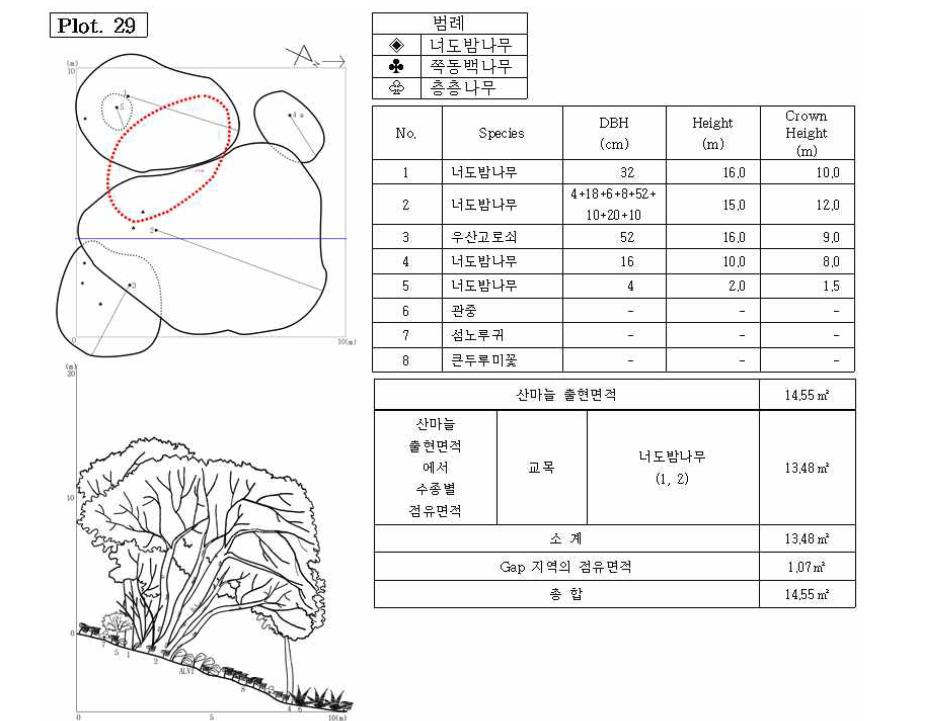 조사지 29의 수관투영도(왼쪽 위) 및 입면도(왼쪽 아래), 조사지에 나타나는 수종의 흉고직 경과 수고(오른쪽 위), 그리고 산마늘 출현면적(오른쪽 아래).