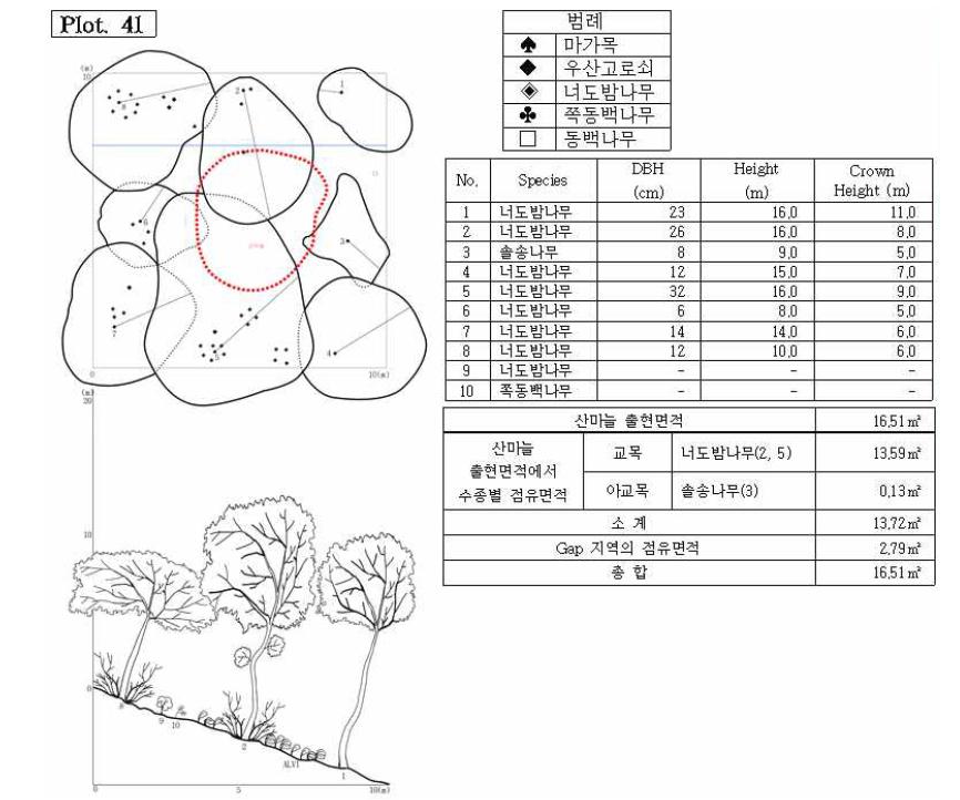 조사지 41의 수관투영도(왼쪽 위) 및 입면도(왼쪽 아래), 조사지에 나타나는 수종의 흉고직 경과 수고(오른쪽 위), 그리고 산마늘 출현면적(오른쪽 아래).