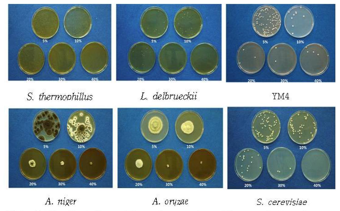 Growth activity of fermentation microorganism by the concentration of A. victorialis var. platyphyllum extract in media.
