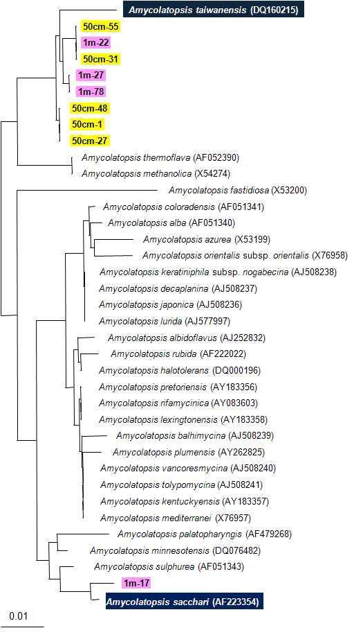 톱밥 발효과정 시료에 존재하는 Amycolatopsis 속의 phylogenetic tree 노란색박스(50cm-): 23일 내부 50 cm 시료의 클론, 분홍색박스(1m-): 23일 내부 1 m 시 료의 클론, outgroup: Escherichia coli (X80725).