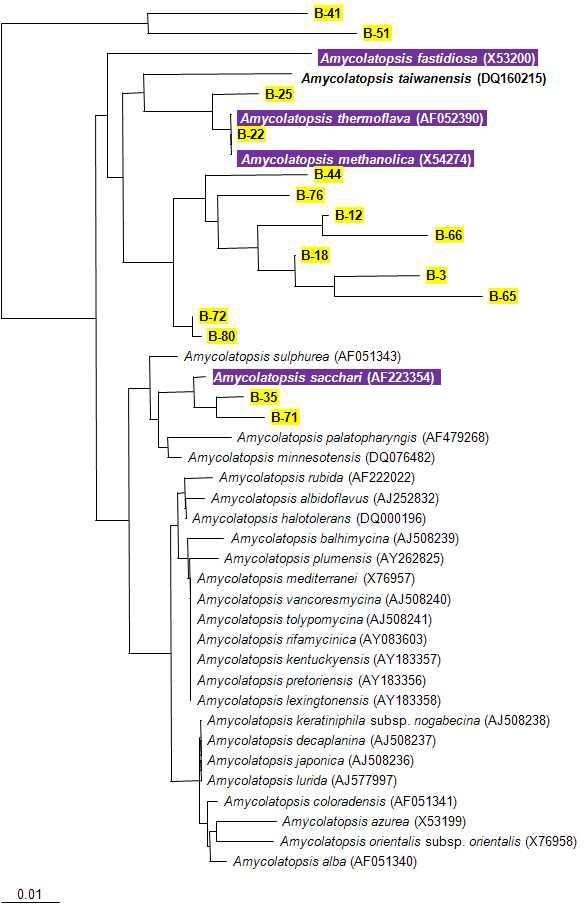 저온살균 전 시료에 존재하는 Amycolatopsis 속의 phylogenetic tree 노란색박스(B-): 저온살균 전 시료(40일)의 클론, 보라색박스: 고온성 Amycolatopsis, outgroup: Escherichia coli (X80725).