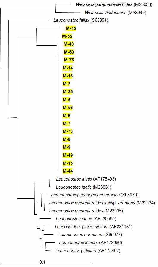표고균사 생장단계에 우점하는 Leuconostoc 속의 phylogenetic tree 노란박스(M-): 균사생장 1주차(48일) 시료의 클론, outgroup: Escherichia coli (X80725).