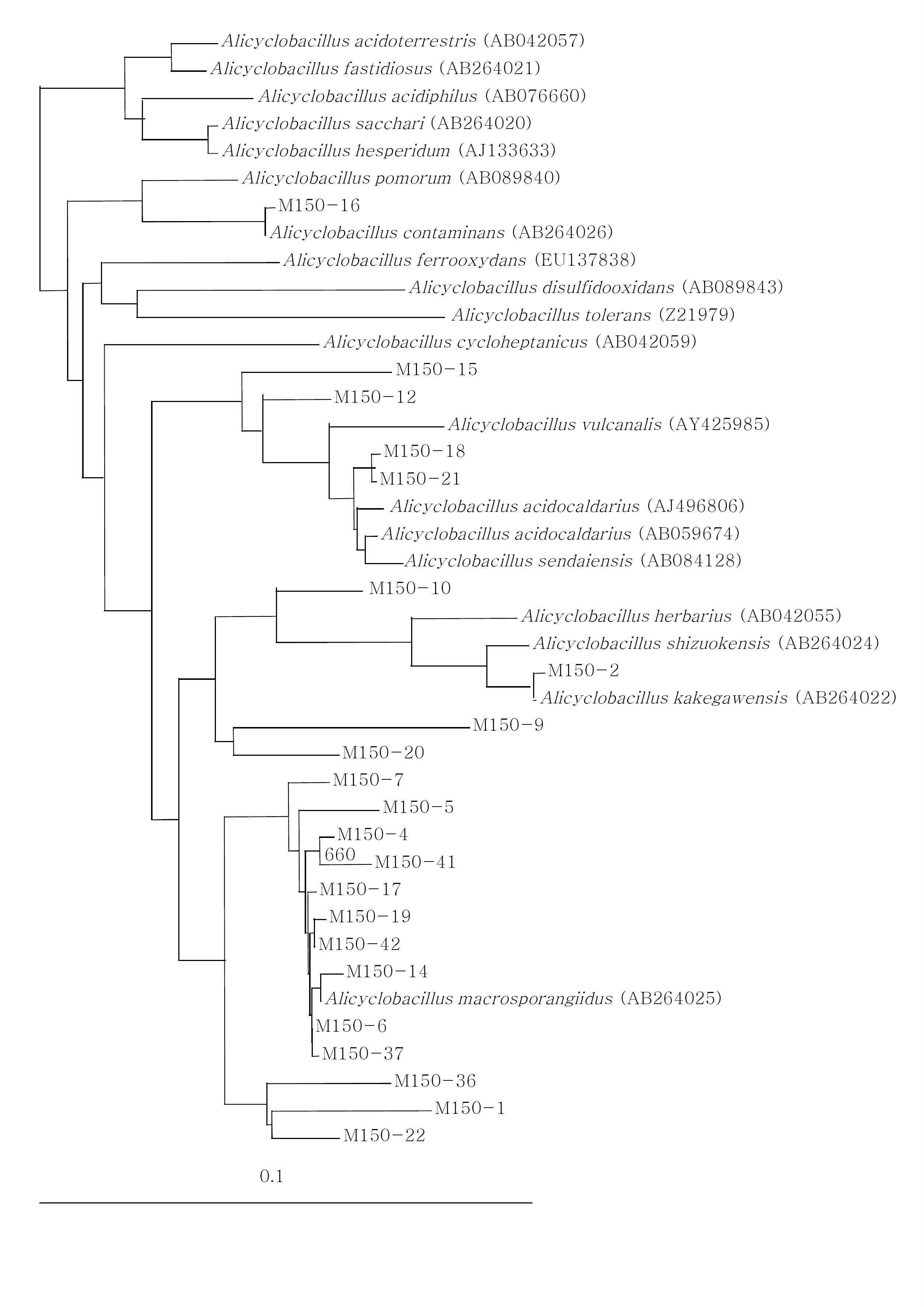 참나무 톱밥 발효 시료에 서식하는 Alicyclobacillus속의 phylogenetic tree M150-: 2010년도 발효 톱밥 1.5 m 시료의 클론, outgroup: Bacillus subtilis (AB042061). 염기서열간의 진화적 거리와 계통도를 계산하기 위해 Jukes & Cantor 거리 계산법과 neighbor-joining 방법을 사용하였다.