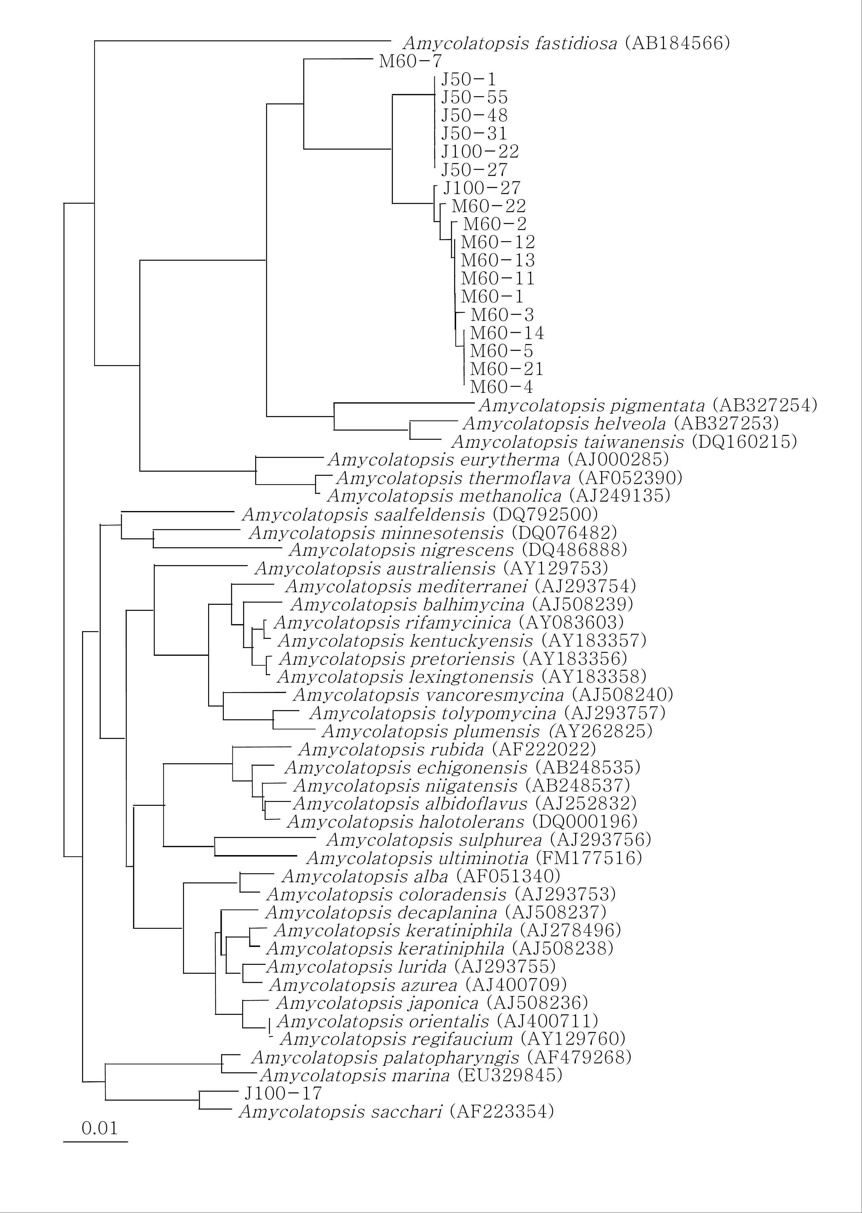 발효된 참나무 톱밥에 서식하는 Amycolatopsis 속의 phylogenetic tree J50, J100 : 2009년도 발효 톱밥 내부 50 cm와 1 m 시료의 클론, M60 : 2010년도 발효 톱밥 내부 60 cm 시료의 클론, outgroup: Actinosynnema mirum (AF328679). Jukes & Cantor 방법과 neighbor-joining 방법에 의해 염기서열간의 진화적 거리와 계통도를 계산 하였다.