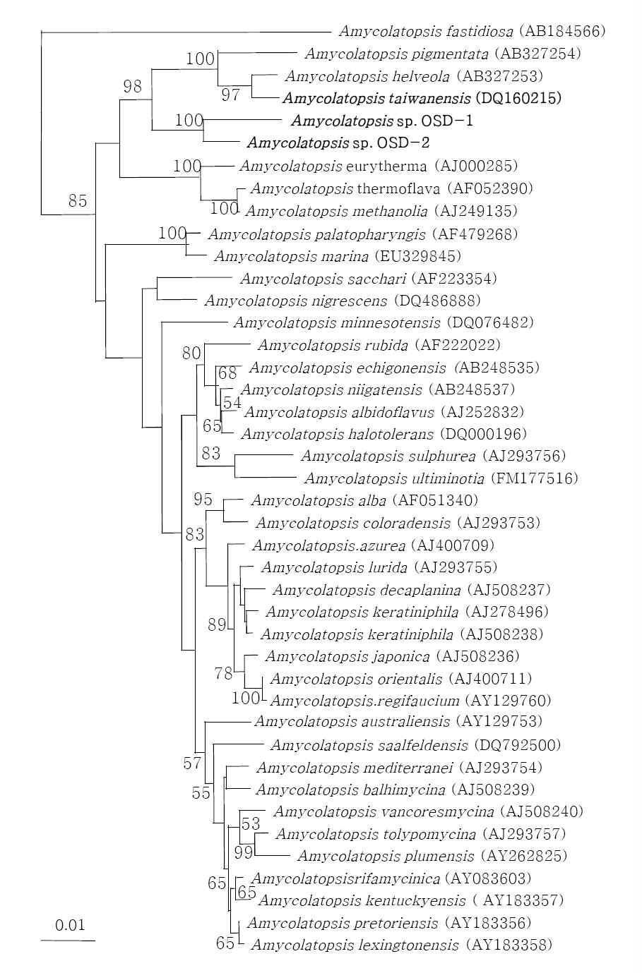참나무 발효톱밥에서 분리한 Amycolatopsis sp. OSD-1과 OSD-2의 phylogenetic tree Outgroup: Actinosynnema mirum (AF328679). 1000번의 bootstrap