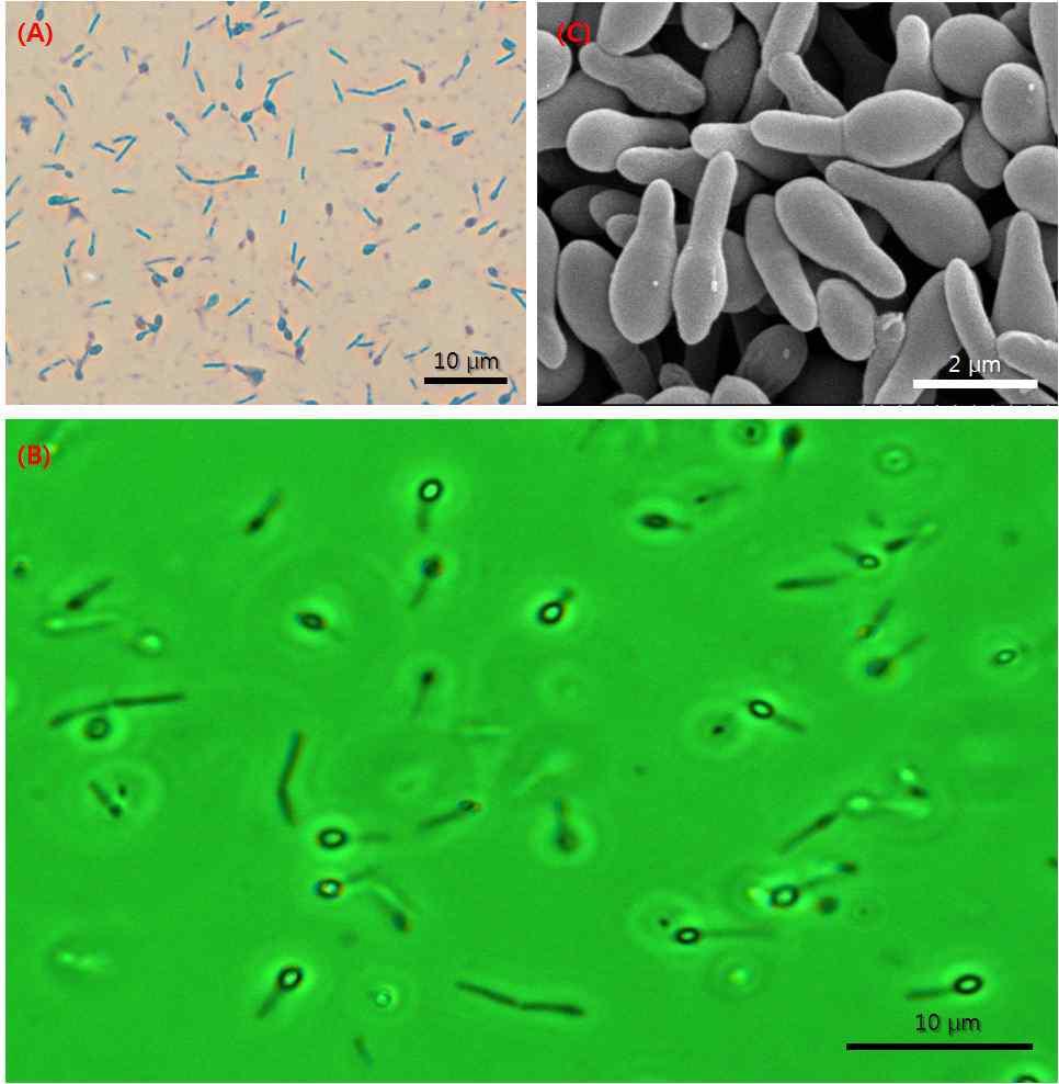 Alicyclobacillus sp. OSAB의 영양세포와 포자 (A) 그람 염색, (B) 위상차 현미경, (C) 주사전자현미경