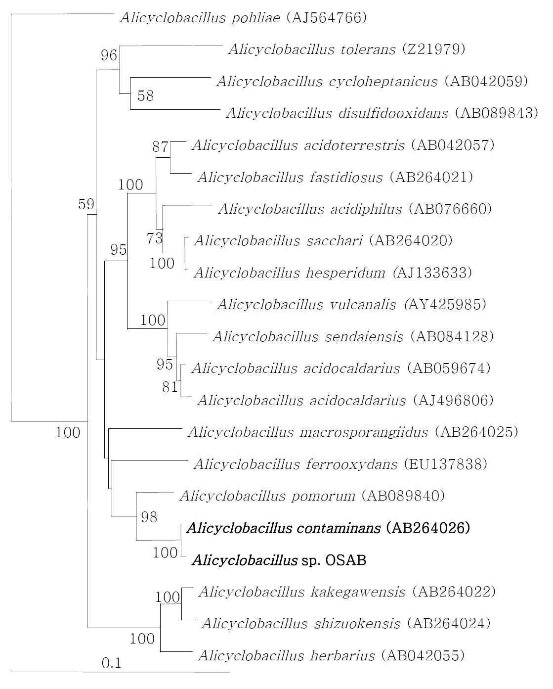 참나무 발효톱밥에서 분리한 Alicyclobacillus sp. OSAB의 phylogenetic tree Outgroup; Streptomyces thermocoprophilus (AJ007402). 1000번의 bootstrap 결과 50% 이상을 숫자로 표시하였다.