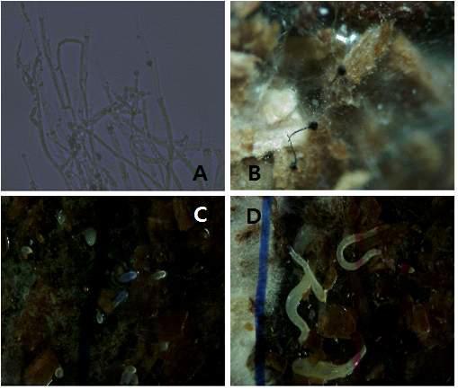 톱밥배지의 오염. A: Trichoderma sp ×400, B: Rhizopus sp ×40, C: Cecid eggs, D: Cecid larva.