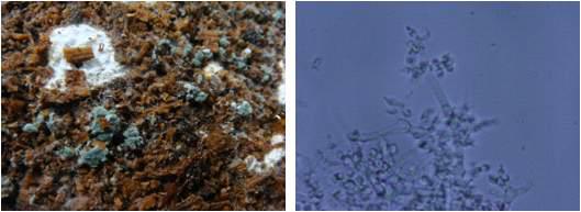 배지에 발생한 푸른곰팡이(좌), 배지에 발생한 Trichoderma sp.(우)