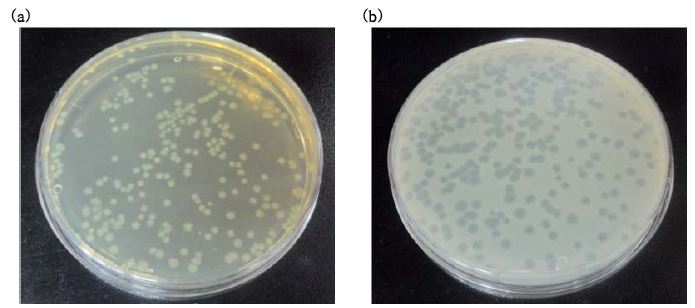 배양된 E. coli의 colony (a)와 MS2의 plaque (b)