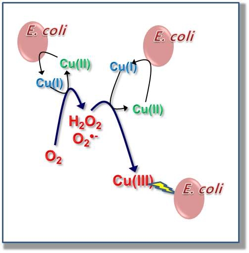 Cu(II)/H2O2 시스템에서의 .OH와 Cu(III)의 생성 메커니즘