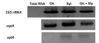 12시간 후 RT-PCR 결과