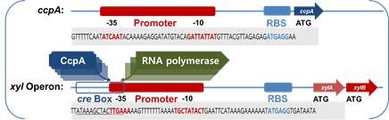 ATCC 25755의 CcpA와 xyl operon 유전자의 upstream sequece