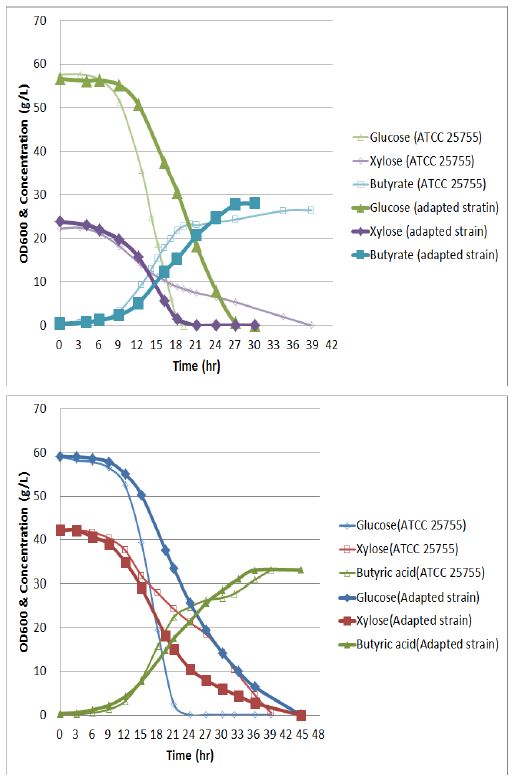 3 g/L의 2DG에 adaptation되 균주와 parent strain (ATCC 25755)의 발효조에서 부티르산의 생산 비교