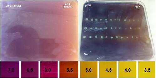 pH gradient agar plate에서 bromocresol purple의 pH에 따른 색의 변화