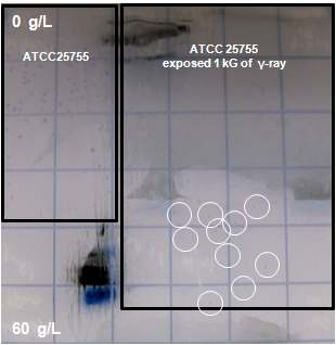 Sodium butyrate를 0~60 g/L의 농도구배로 만든 gradient agar배지 상에 형성된 C. tyrobutyricum ATCC 25755의 돌연변이