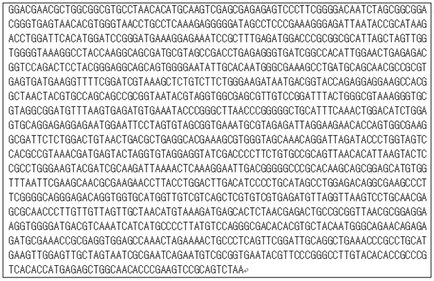 신규 분리균주의 16S rDNA 염기서열