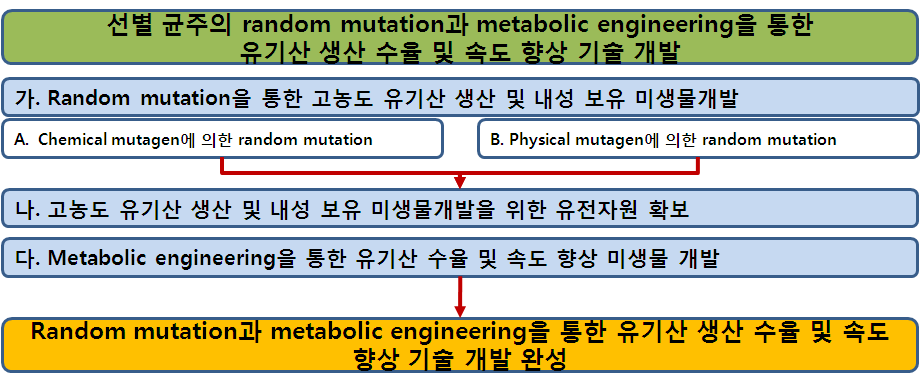 Random mutation과 metabolic engineering을 통한 유기산 생산 수율 및 속도 향상 기술 개발을 위한 개요도