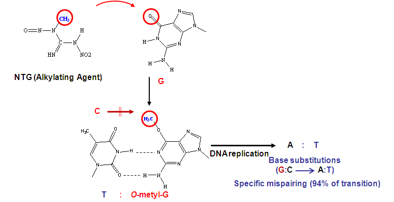 NTG에 의한 돌연변이 기작