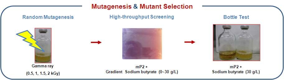 Gamma ray를 이용한 random mutation과 돌연변이 선별과정