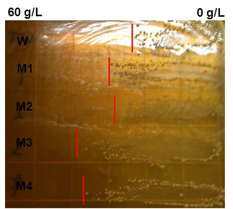 sodium butyirate의 gradient agar plate 를 이용한 부틸염 내성균주의 선별