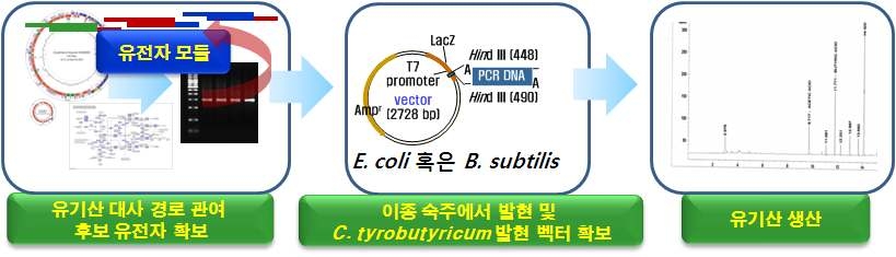 C. tyrobutyricum ATCC 25755의 유기산 대사 경로 관여유전자 확보 과정