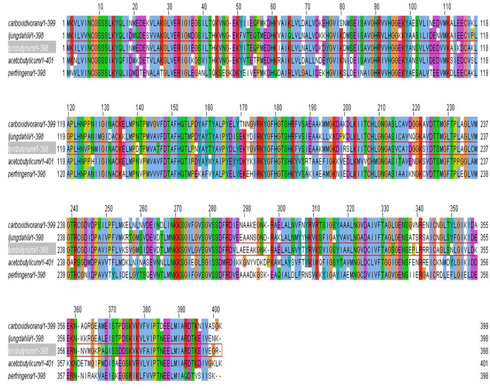 PCR로 증폭한 C. tyrobutyricum ATCC 25755의 ackA 유전자와 기존에 알려진 다른 Clostridium 속의 ackA 유전자의 multiple aliment