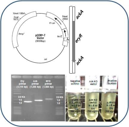 완성된 C. tyrobutyricum ATCC 25755의 ackA를 knock-out하기 위한 vector