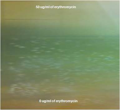 Erythromycin의 C. tyrobutyricum ATCC 25755에 대한 MIC농도를 gradient agar 배지로 수행