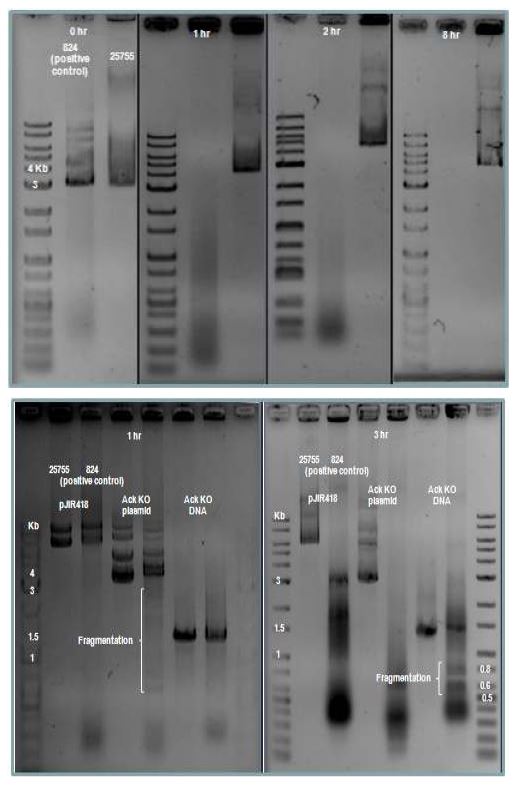 C. tyrobutyricum ATCC 25755와 C. acetobutylicum ATCC 824의 whole extract와 protoplast extract의 ackA knock-out 벡터에 대한 digestion 여부 확인