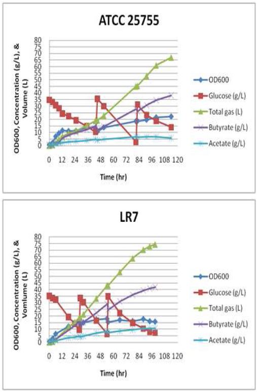 C. tyrobutyricum ATCC 25755과 고농도 유기산 내성 돌연변이 LR7에 대한 fed-batch fermentation 결과