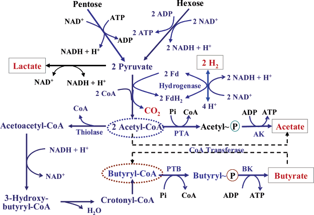 Clostridium tyrobutyricum의 metabolic pathway